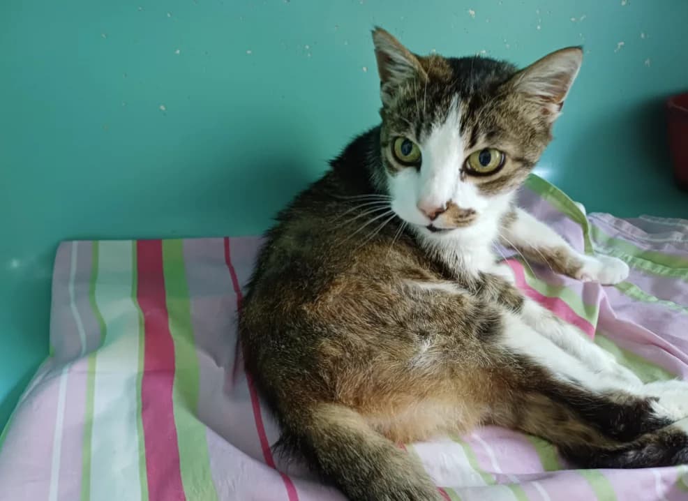 MINOUCHE, female senior mixed breed for adoption at SPA Montluçon, Montlucon