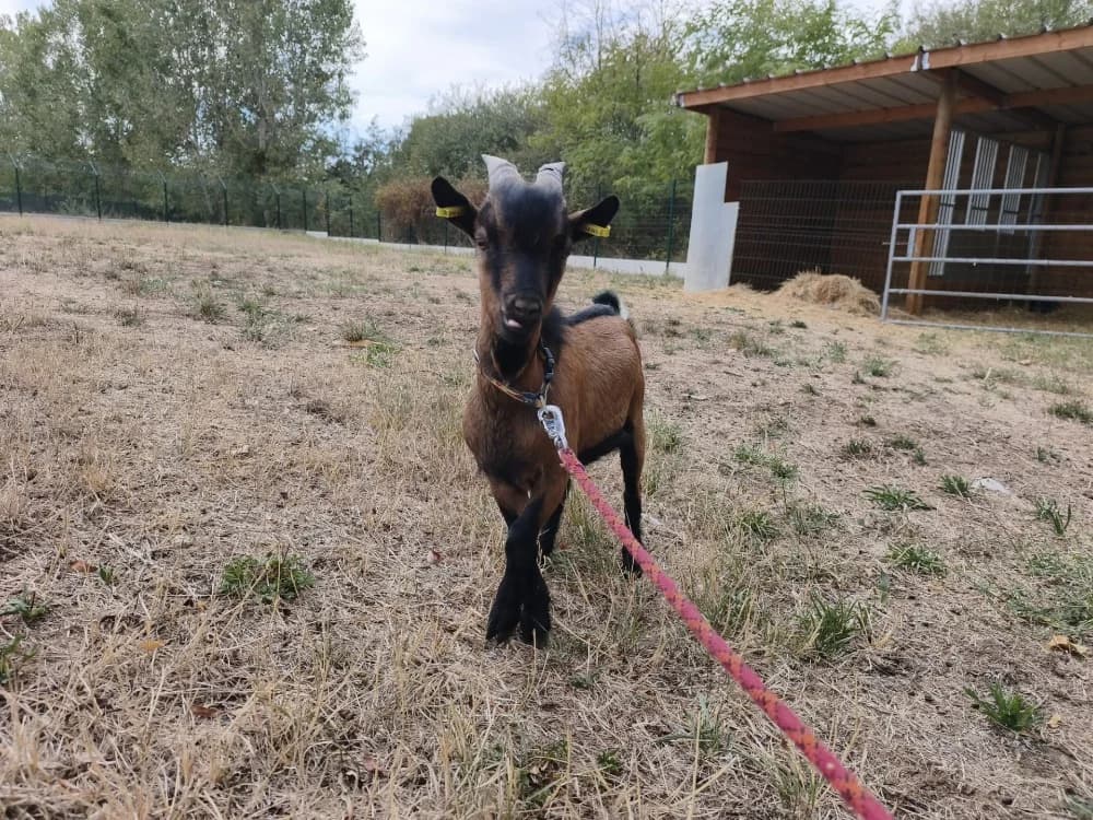 BÉNI Bouc, male Mixed Breed for adoption at SPA Montluçon, Montlucon