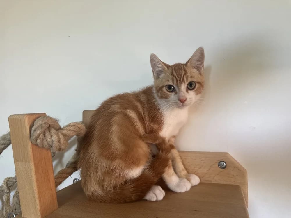 BOP, male Mixed Breed for adoption at SPA Montluçon, Montlucon