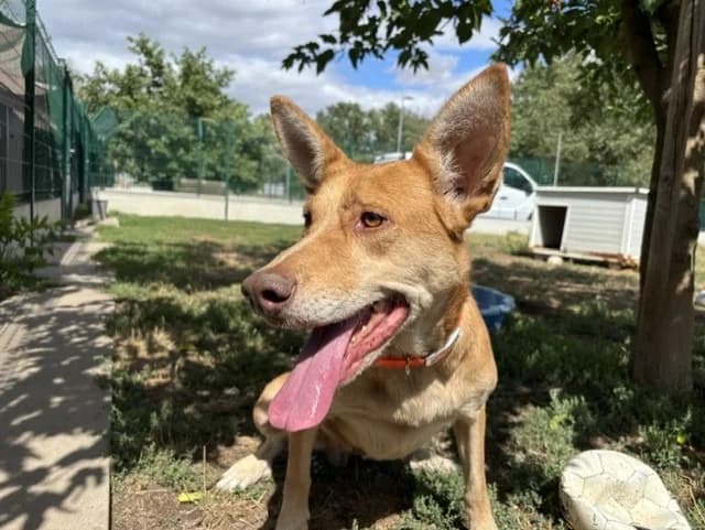 bella, female senior mixed breed for adoption at SPA Montluçon, Montlucon