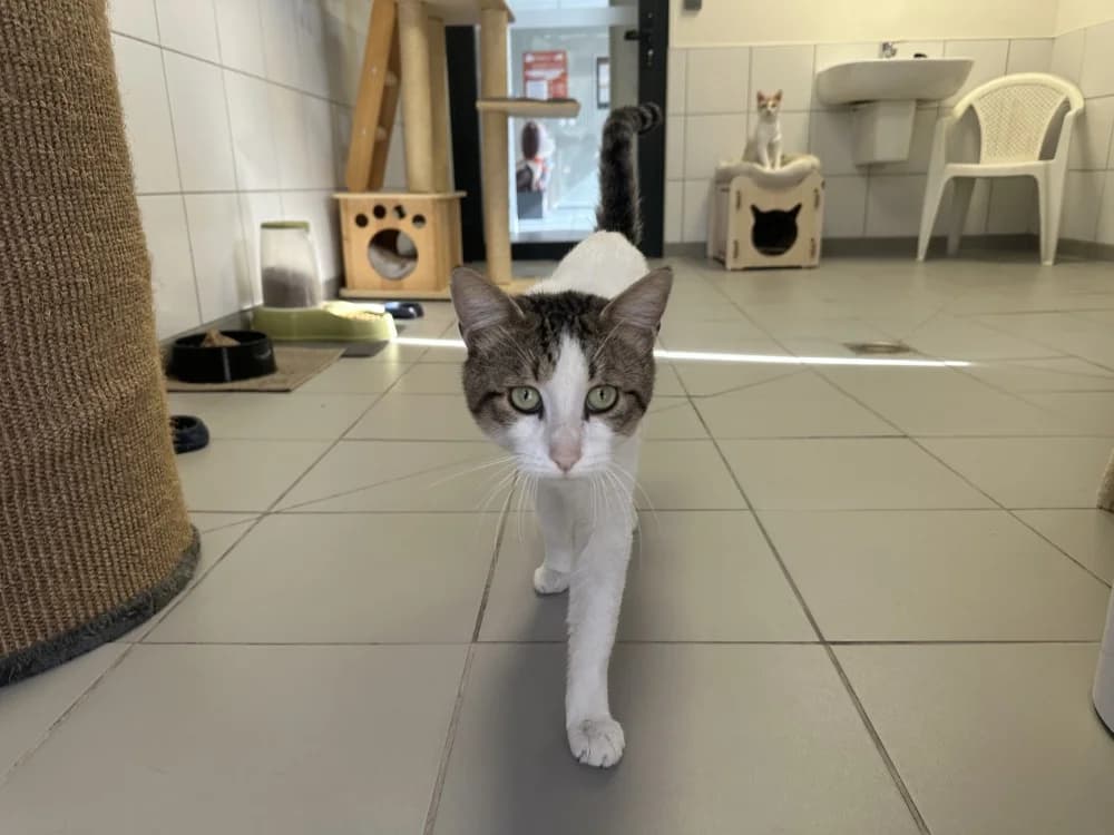 REX, male 3yo Mixed Breed for adoption at SPA Montluçon, Montlucon