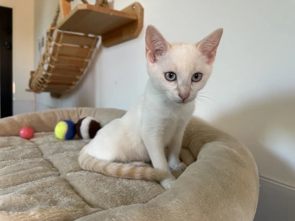 BLANCHETTE, female mixed breed for adoption at SPA Montluçon, Montlucon