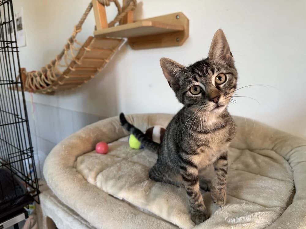 ZEBRA, male Mixed Breed for adoption at SPA Montluçon, Montlucon