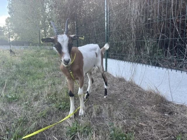 NUTELLA, female Mixed Breed for adoption at SPA Montluçon, Montlucon
