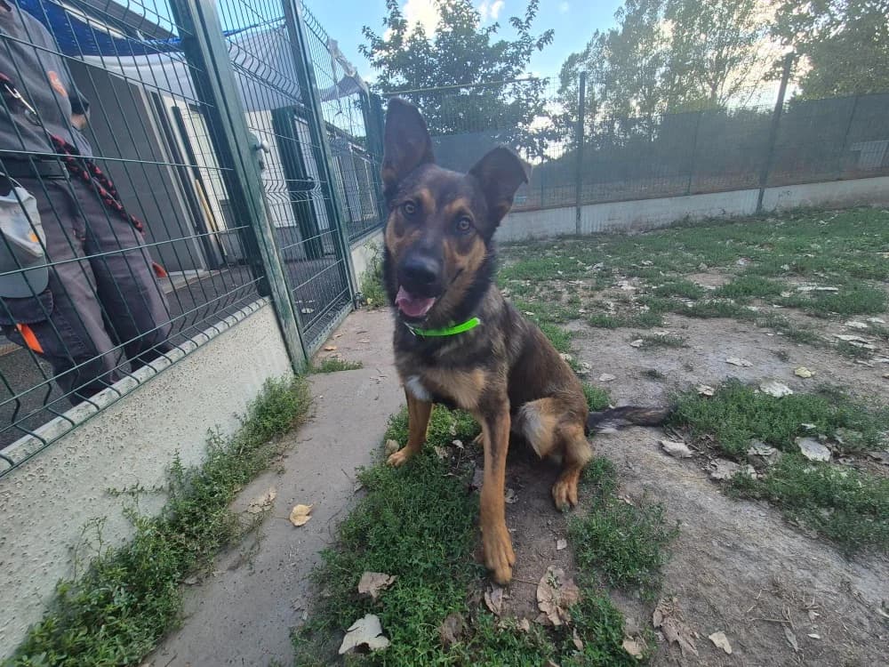 ARLO, male young Mixed Breed for adoption at SPA Montluçon, Montlucon