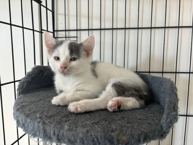 PEPPER, male Mixed Breed for adoption at SPA Montluçon, Montlucon