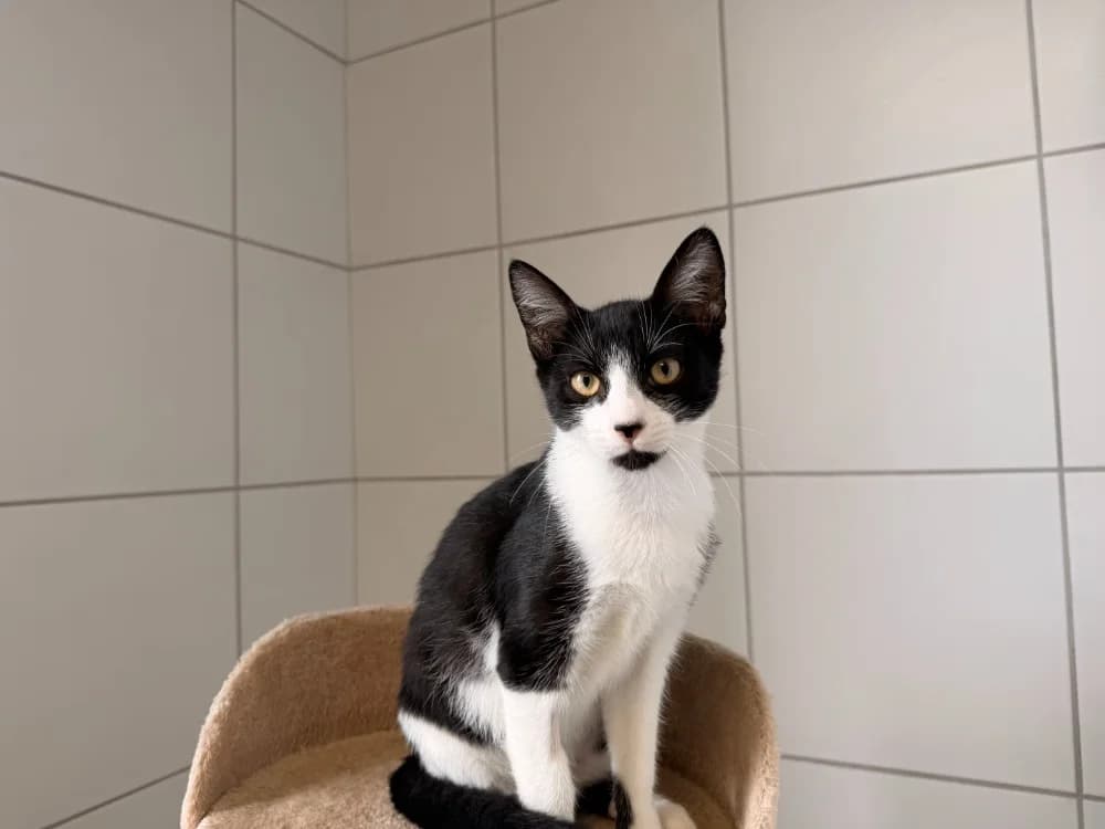 BERRY, female Mixed Breed for adoption at SPA Montluçon, Montlucon