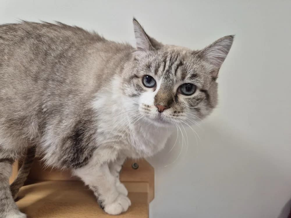 FIONA, female Mixed Breed for adoption at SPA Montluçon, Montlucon