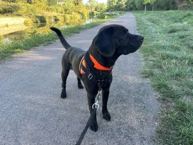 ZORG, male young Labrador Retriever for adoption at SPA Montluçon, Montlucon