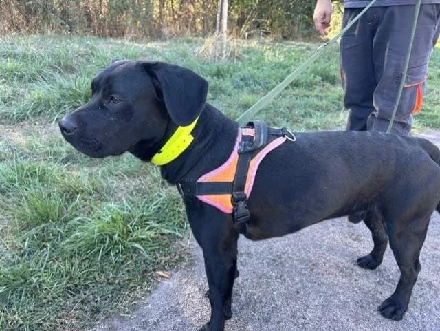 ZEUS, male young Mixed Breed for adoption at SPA Montluçon, Montlucon