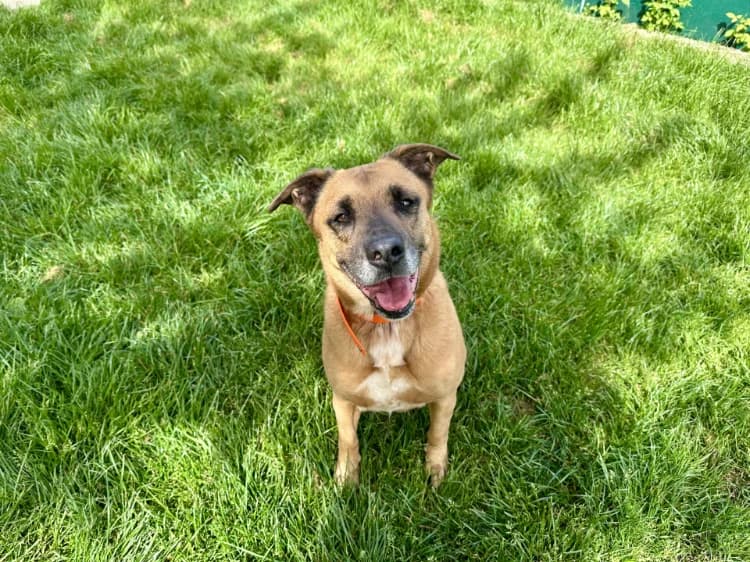 VALDI, female 5yo mixed breed for adoption at Jean Leriche), Moree