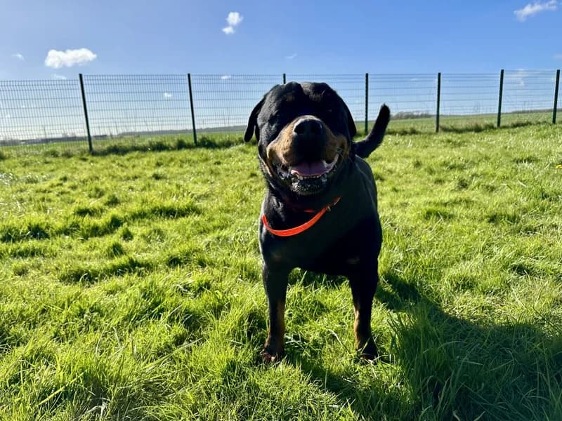 O'TEMPO, male 6yo Rottweiler for adoption at Jean Leriche), Moree