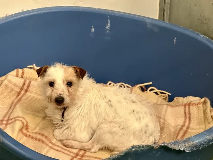 SIRET, female Jack Russell Terrier for adoption at Jean Leriche), Moree photo 2