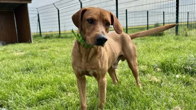 PRALIN, male 5yo Mixed Breed for adoption at Jean Leriche), Moree
