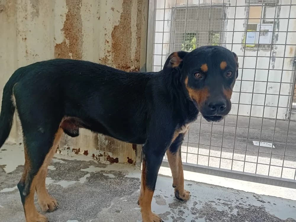 SPIROU, male Mixed Breed for adoption at Moree