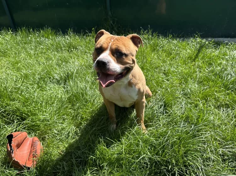 ROY, male 5yo American Staffordshire Terrier for adoption at Jean Leriche), Moree