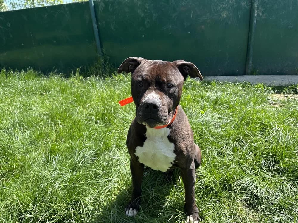 OSCAR, male senior Cane Corso for adoption at Jean Leriche), Moree