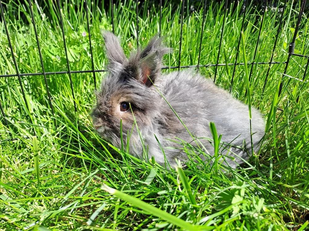 DJANGO, male mixed breed for adoption at Jean Leriche), Moree