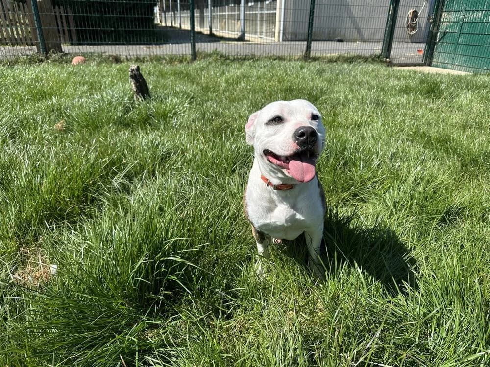 ROCKY, male young mixed breed for adoption at Jean Leriche), Moree