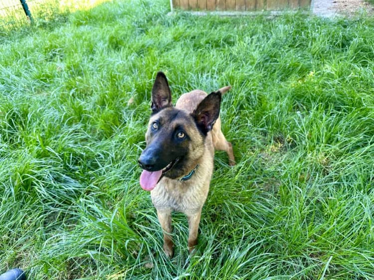 VENUS, female young Belgian Malinois for adoption at Jean Leriche), Moree