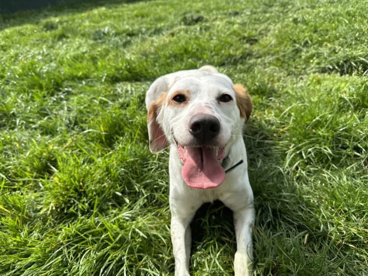 TESS, female 3yo mixed breed for adoption at Jean Leriche), Moree