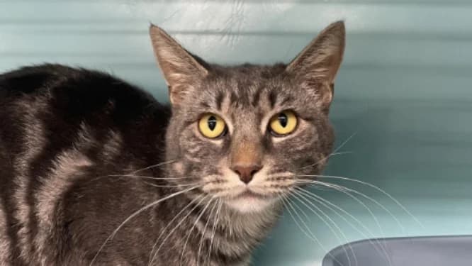 CARGO, male young Mixed Breed for adoption at Jean Leriche), Moree