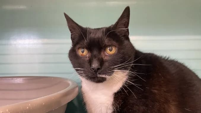 PRUNE, female senior Mixed Breed for adoption at Jean Leriche), Moree