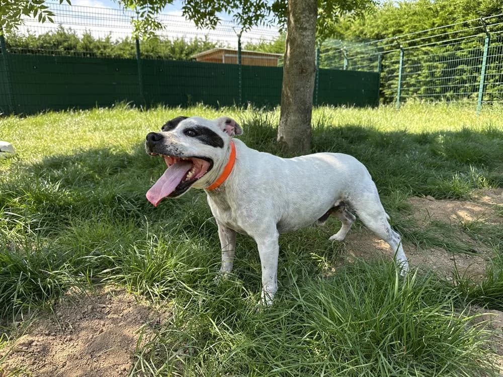 MALO, male senior Staffordshire Bull Terrier for adoption at Jean Leriche), Moree