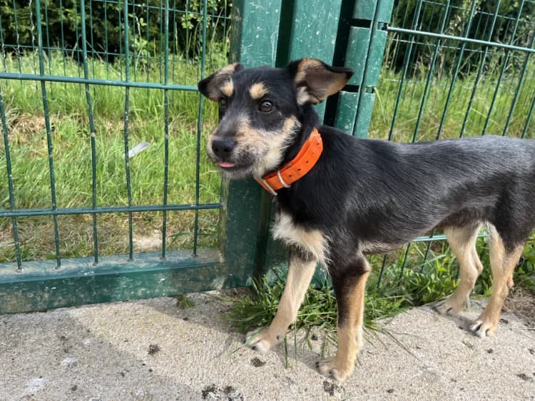 INOUK, male mixed breed for adoption at Jean Leriche), Moree