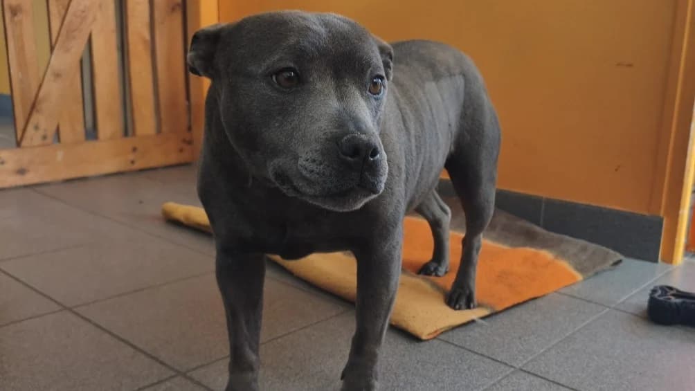PEPSY, female 7yo Staffordshire Bull Terrier for adoption at Jean Leriche), Moree