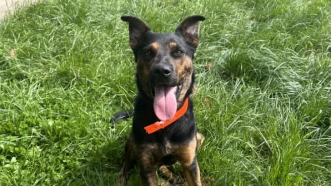 BIANCA, female mixed breed for adoption at Jean Leriche), Moree