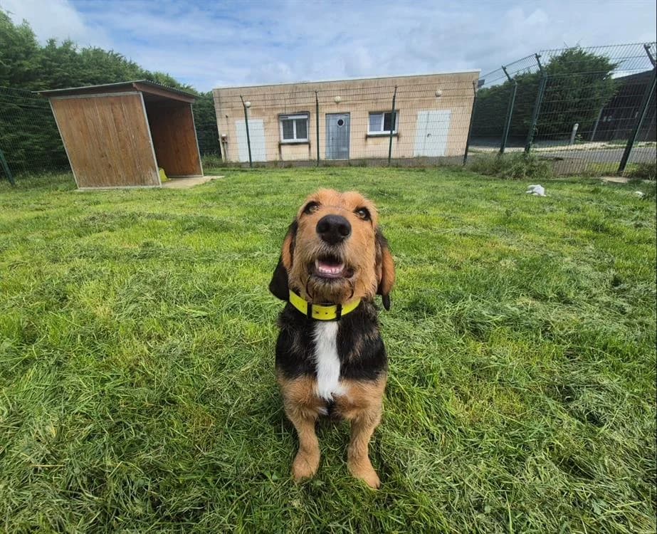 VIRGULE, female young Beagle for adoption at Jean Leriche), Moree