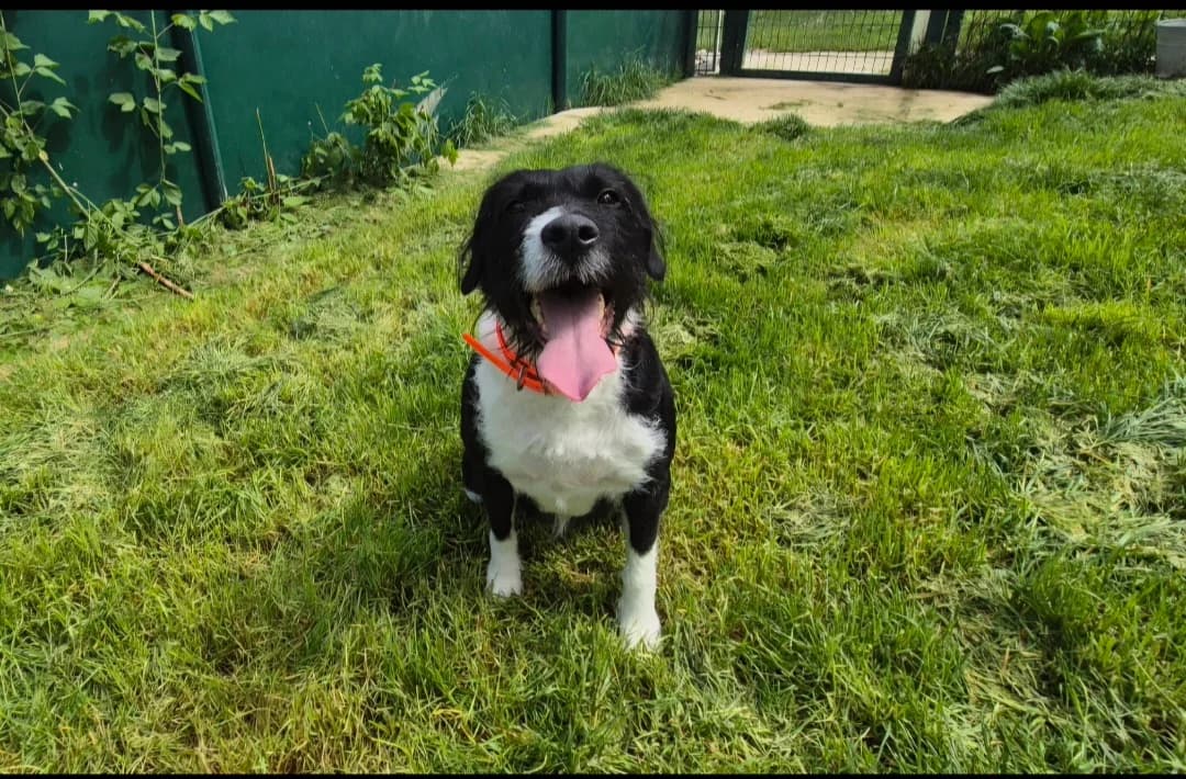 SIMBA, female 4yo Border Collie for adoption at Jean Leriche), Moree