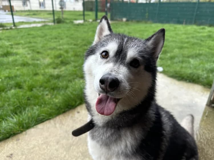 SWEETI, female 5yo Husky for adoption at Jean Leriche), Moree