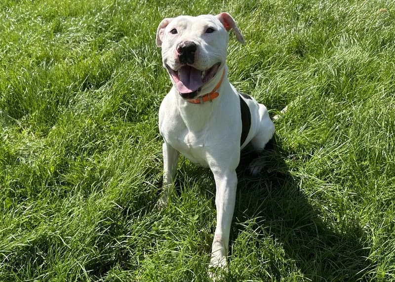 BLANKA, male 4yo mixed breed for adoption at Jean Leriche), Moree