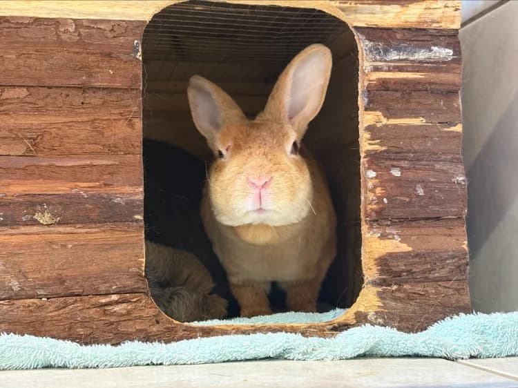 SAGE AD958, female Mixed Breed for adoption at Jean Leriche), Moree