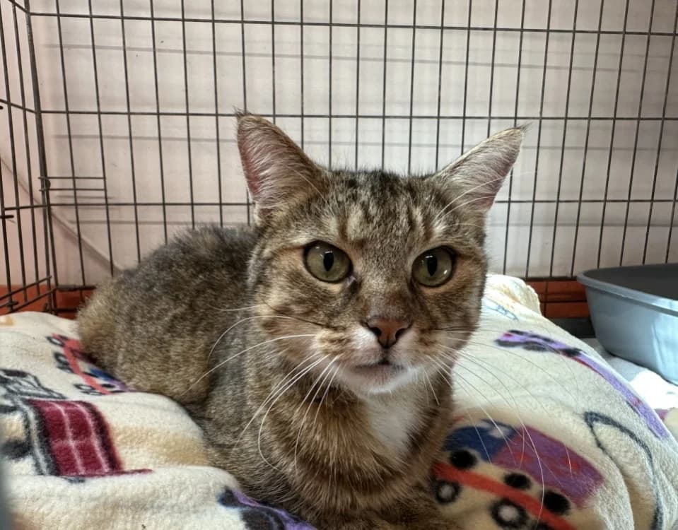 ELSA, female 6yo Mixed Breed for adoption at Jean Leriche), Moree