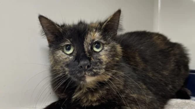 SCARLETT, female 6yo Mixed Breed for adoption at Jean Leriche), Moree