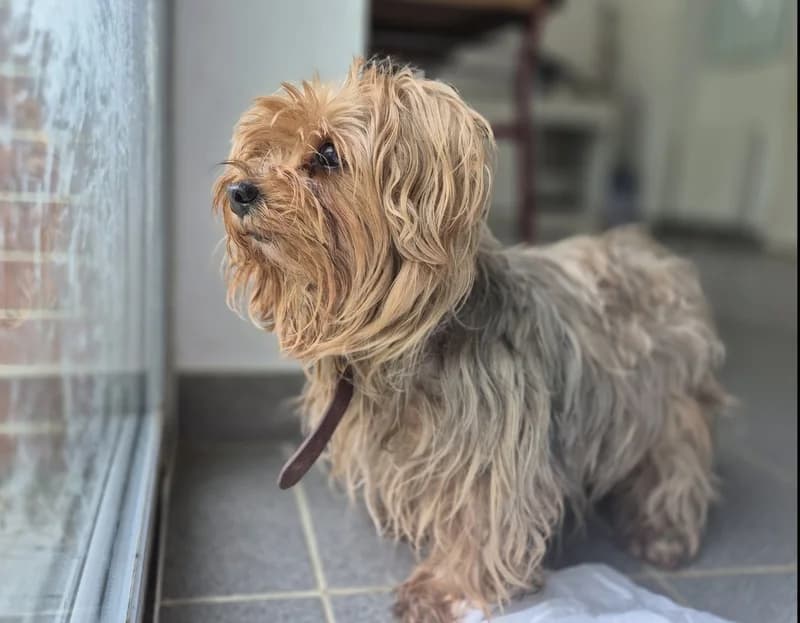 ISA-JOY, female senior Yorkshire Terrier for adoption at Jean Leriche), Moree