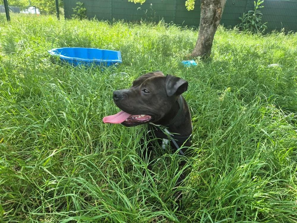 FLOKY, male young mixed breed for adoption at Jean Leriche), Moree