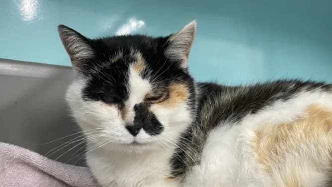AVY, female senior Mixed Breed for adoption at Jean Leriche), Moree