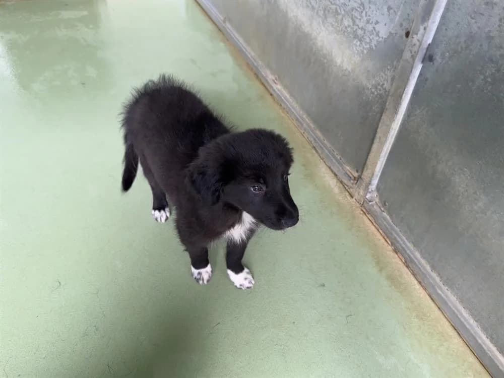 VOLT, Border Collie (Jean Leriche))