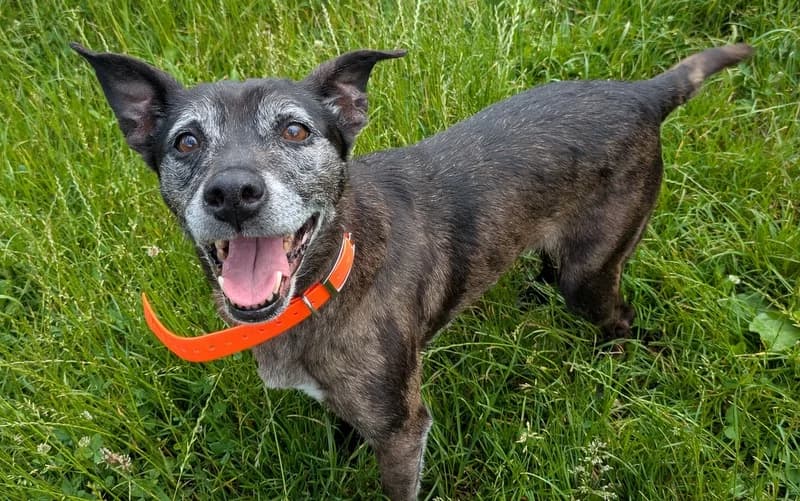 JOYCE, female senior mixed breed for adoption at Jean Leriche), Moree