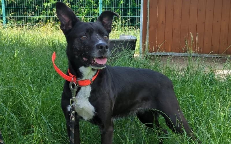 LUNA, female mixed breed for adoption at Jean Leriche), Moree