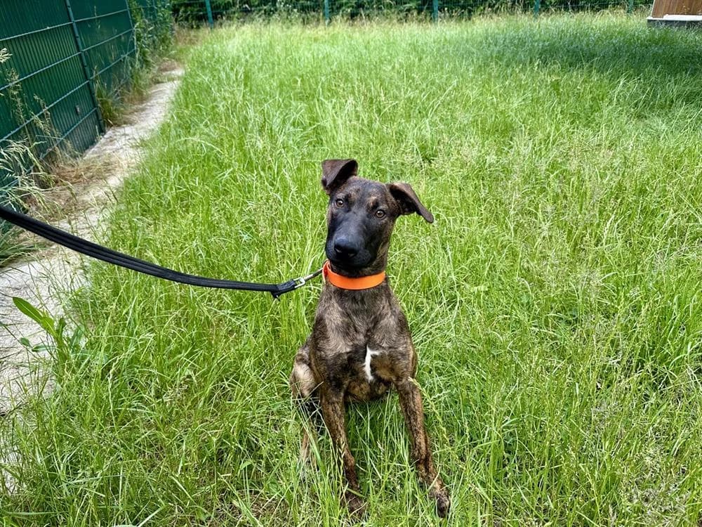 AAROS, male mixed breed for adoption at Jean Leriche), Moree