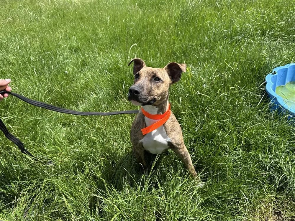 ATOMIC, male mixed breed for adoption at Jean Leriche), Moree