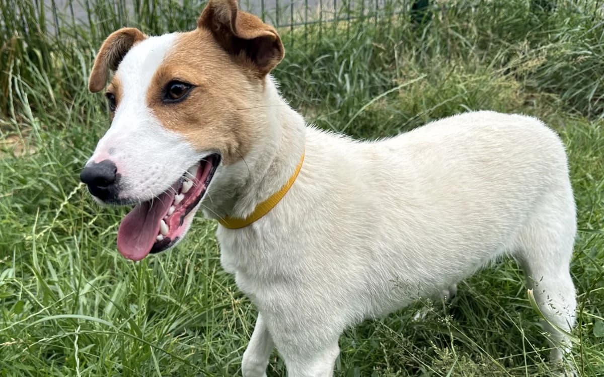 SAMOSA, male Jack Russell Terrier for adoption at Jean Leriche), Moree