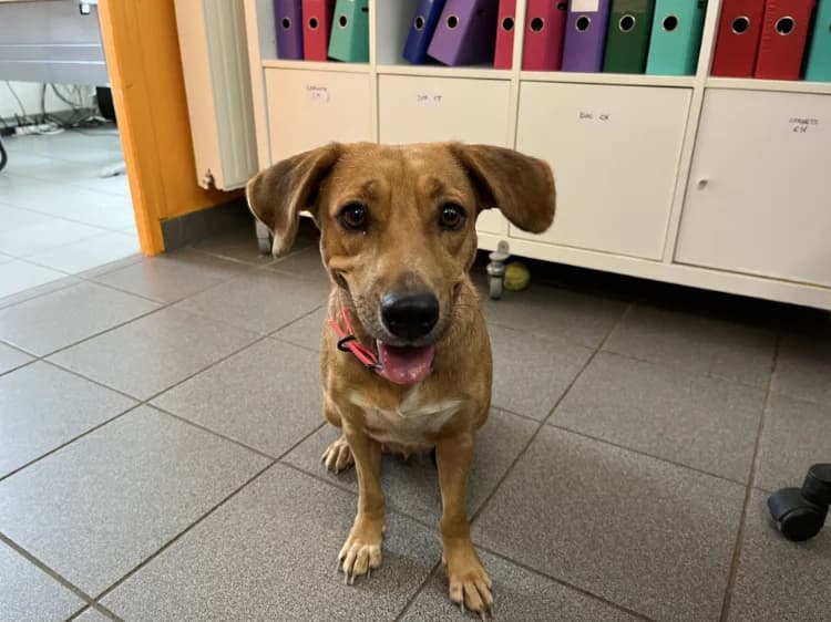CANNELLE, female young mixed breed for adoption at Jean Leriche), Moree