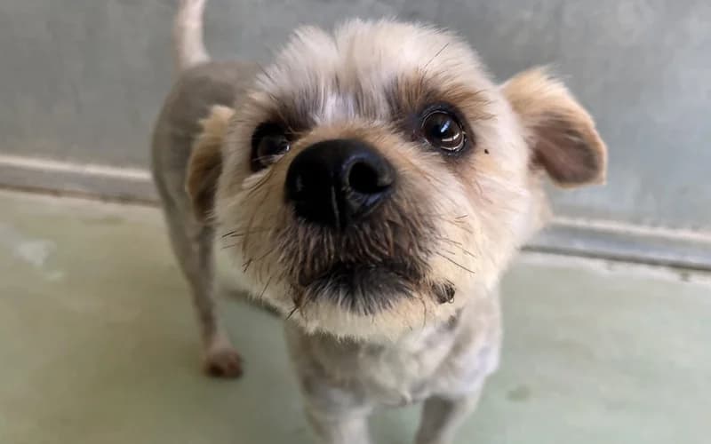 ROMA, male 6yo Yorkshire Terrier for adoption at Jean Leriche), Moree