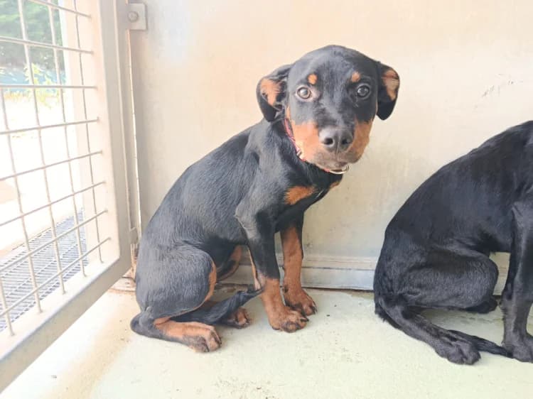 APHRODITE, female Mixed Breed for adoption at Jean Leriche), Moree